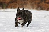 BOULEDOGUE FRANCAIS 941